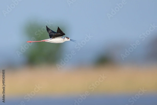 Fototapeta Stelzenläufer