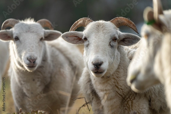 Fototapeta Dry land shorn Merino sheep on a farm in a drought Summer in Australia
