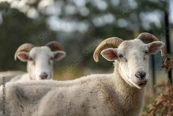 Fototapeta lamb drinking milk from a sheep in a field in golden light in spring time in england