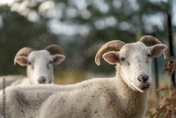 Fototapeta Agricultural farm practicing regenerative farmer, with sheep grazing in field practicing rotational grazing storing carbon in the soil through fungi by carbon sequestration