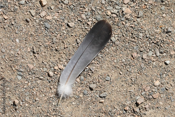 Fototapeta A bird's feather on the ground, on the road. A metaphor for the transience and fragility of life. A matter of time when it be swept away by the wind, lightness of being, fragility of existence.