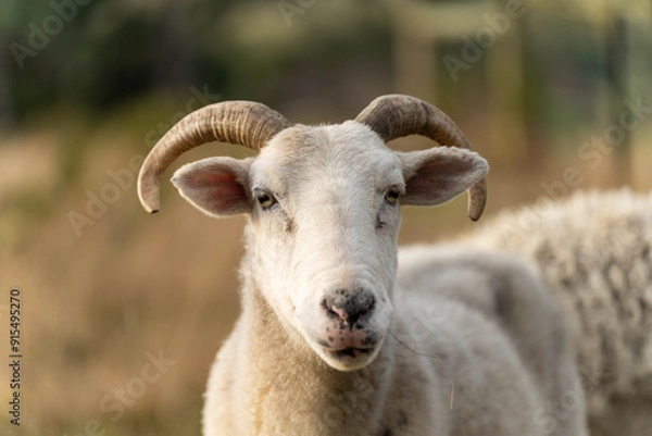 Fototapeta Sheep in a field. Merino sheep, grazing and eating grass in New zealand and Australia with lambs drinking milk