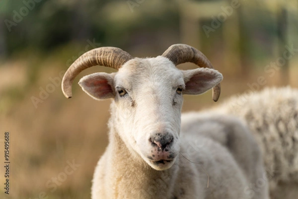 Fototapeta Dry land shorn Merino sheep on a farm in a drought Summer in Australia