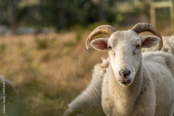 Fototapeta Agricultural farm practicing regenerative farmer, with sheep grazing in field practicing rotational grazing storing carbon in the soil through fungi by carbon sequestration