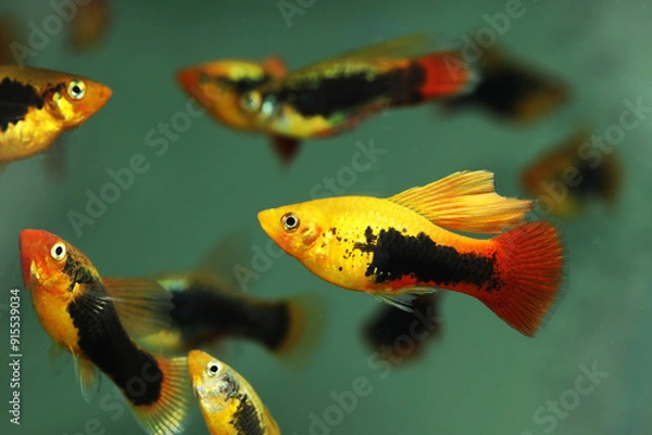 Obraz Hifin variable platyfish (Xiphophorus variatus)