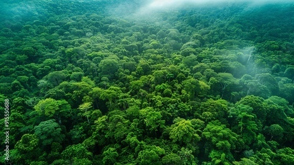 Fototapeta Forests capturing carbon dioxide, mitigating climate change effects, forest resources weather, carbon sequestration