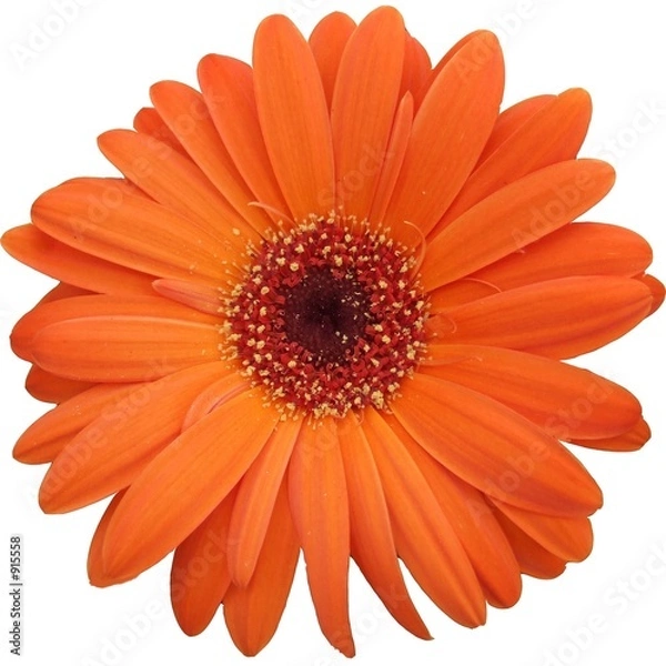 Obraz gerbera
