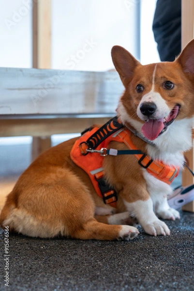 Fototapeta An adorable Pembroke Welsh Corgi sitting comfortably on the floor, wearing a bright orange harness. The dog is looking directly at the camera with its tongue out, creating a friendly and joyful.