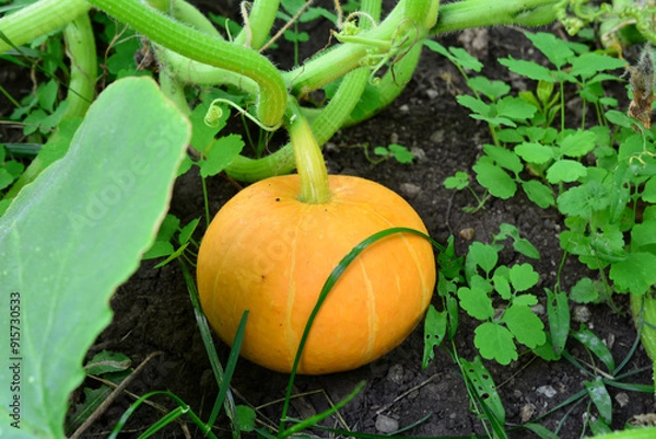 Fototapeta a pumpkin is on the ground with a green stem 