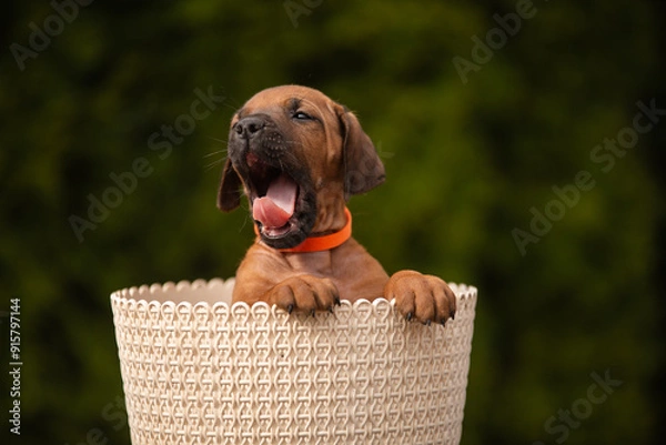 Obraz Yawning rhodesian ridgeback puppy