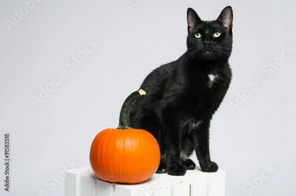 Obraz black cat and an orange pumpkin sitting on a white crate