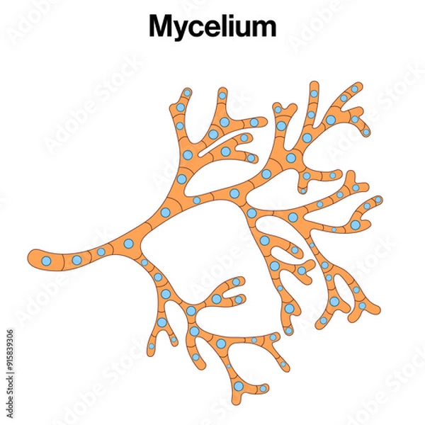 Fototapeta Detailed Structure of Mycelium: Comprehensive Vector Illustration for Fungal Biology, Mycology, and Environmental Science on White Background
