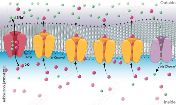 Fototapeta Mechanism of Generation of Resting Membrane Potential: Detailed Vector Illustration for Neurobiology and Cell Physiology on White Background