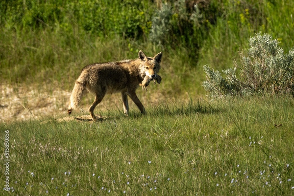 Obraz coyote with prairie dog
