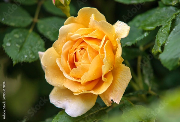 Obraz yellow rose