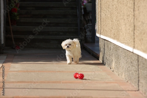 Obraz dog on the porch