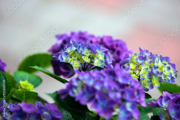 Obraz flowers in the garden