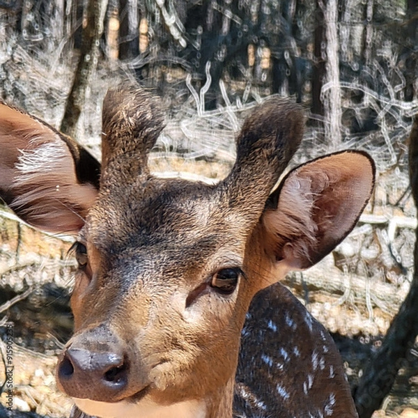 Obraz Deer in the Wild
