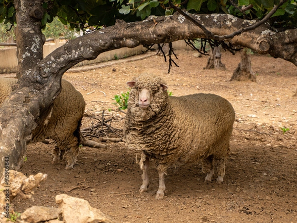 Obraz Obejas
-
Sheeps