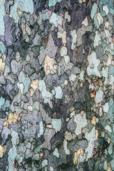 Fototapeta Platan bark wooden background. Close up. Natural tree bark texture.