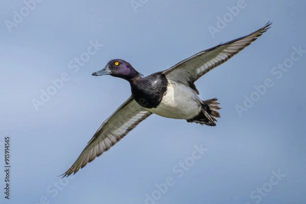 Fototapeta Lesser scaup, little bluebill or broadbill - Aythya affinis with spread wings in flight with blue sky in background. Photo from Mývatn lake in Iceland.