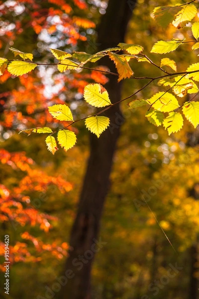 Fototapeta Jesienne liście
