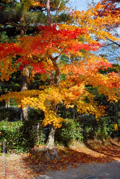 Fototapeta 秋の嵯峨野