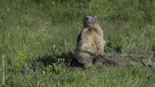 Obraz marmotte et son petit