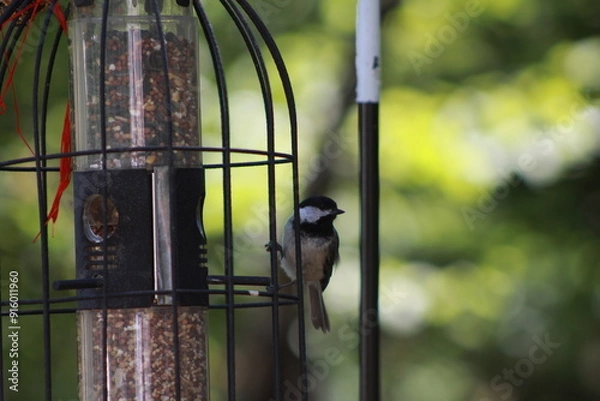 Obraz Busy Bird Feeder