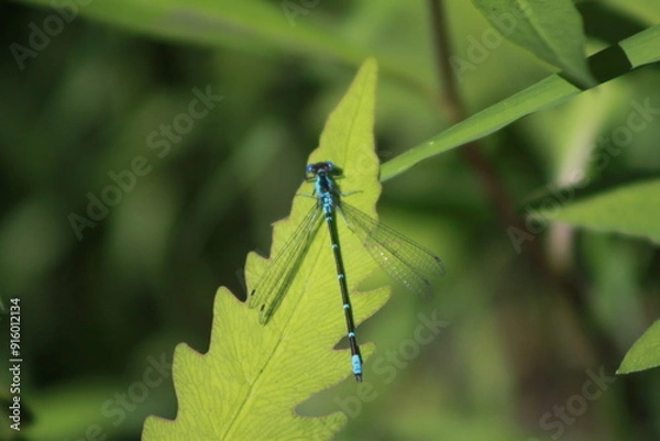Obraz Blue Dragonfly