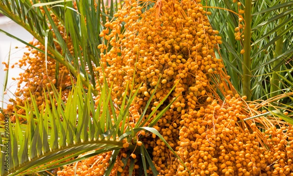 Obraz Palm Tree Dates
