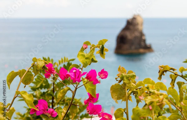 Obraz Buganvilias & Islet
