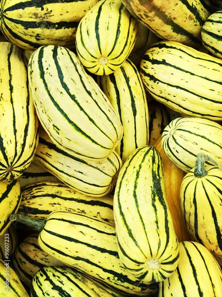 Obraz Delicata squash variety