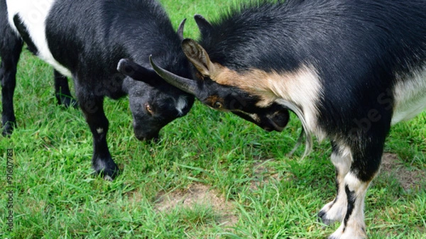Obraz Playful Goats Facing Off