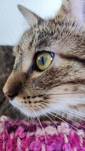 Obraz Little cat model.