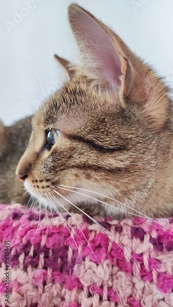 Obraz Little cat model.