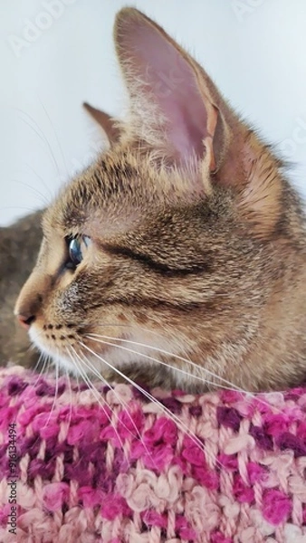 Obraz Little cat model.