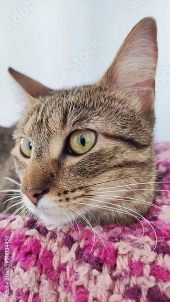 Obraz Little cat model.