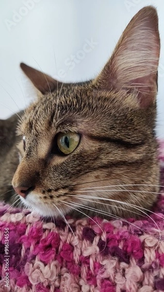 Obraz Little cat model.