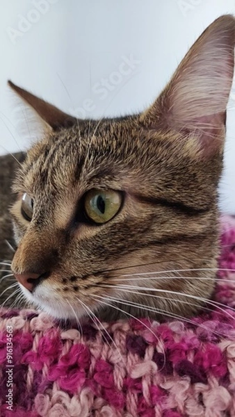 Obraz Little cat model.