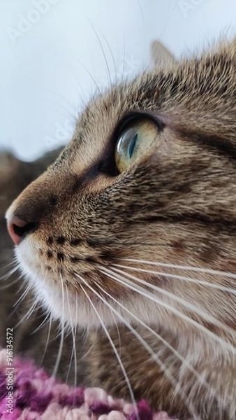 Obraz Little cat model.