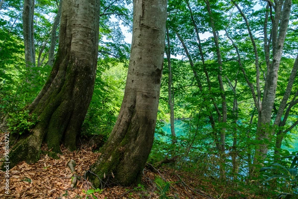 Fototapeta 水辺のブナ