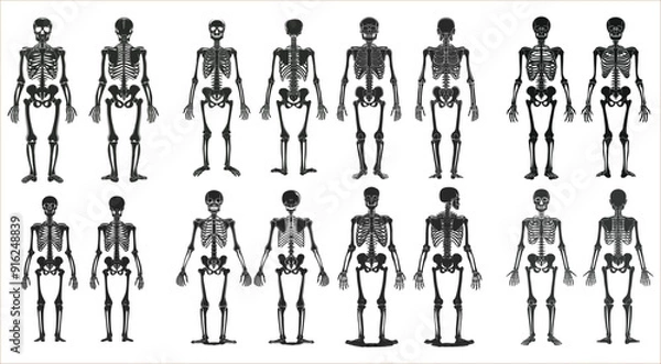 Fototapeta Set of human skeleton in front and back views, Human skeleton vector illustration, Human skeleton anatomy front and back view vector, Human skeleton anatomy, Human body anatomy