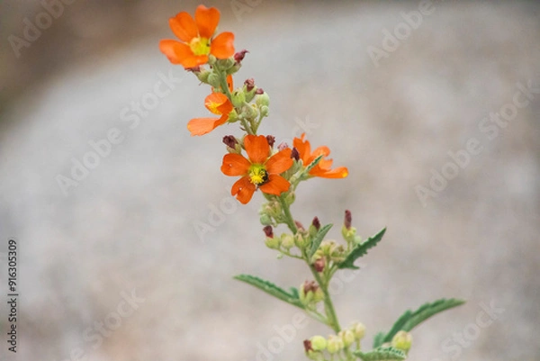 Obraz Orange Wild Flowers