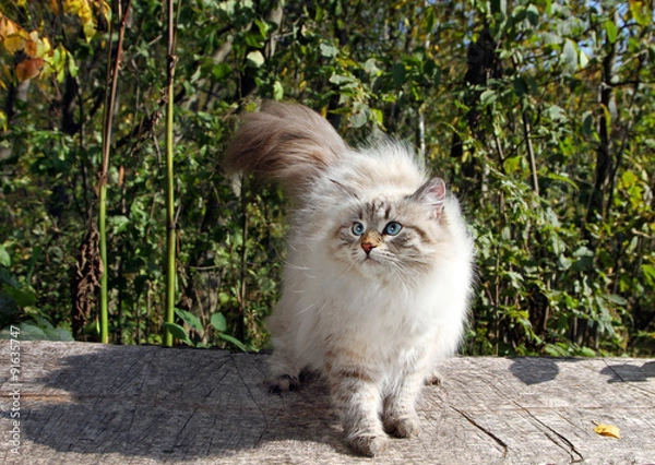 Obraz Siberian nevsky cat
