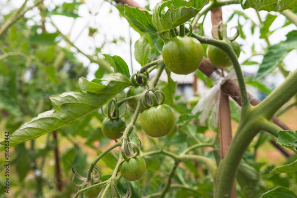 Fototapeta 緑色のトマト