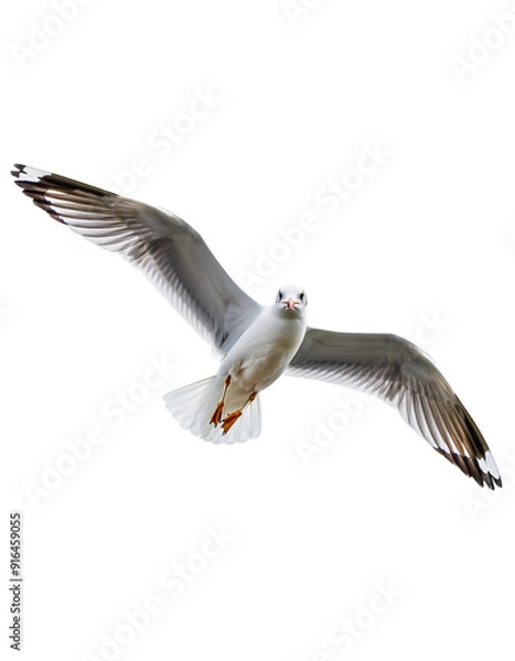 Obraz seagull in flight isolated on transparent background