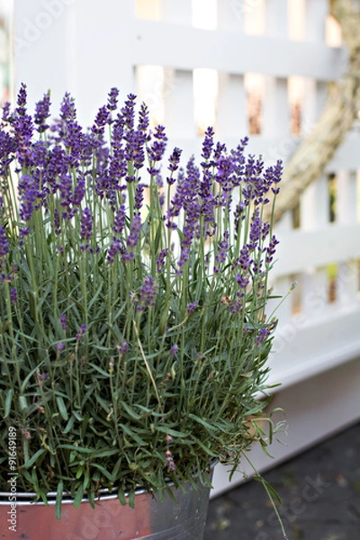 Obraz Lavender flowers
