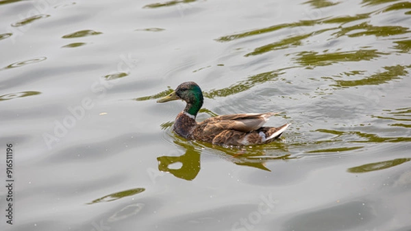 Obraz A wild duck is swimming in the lake.