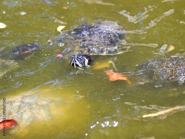Fototapeta turtle in water reptile animal